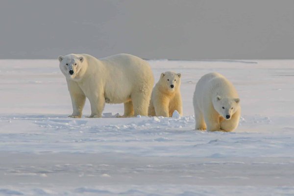 Comment organiser une expédition pour voir les ours polaires au Svalbard, Norvège ?